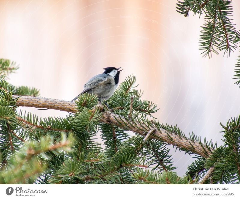 Tannenmeise sitzt auf dem Zweig einer Tanne und singt Parus Ater singen Singvogel Wildvogel Vogel Natur Tier klein 1 Tierporträt Wildtier Ornithologie Winter