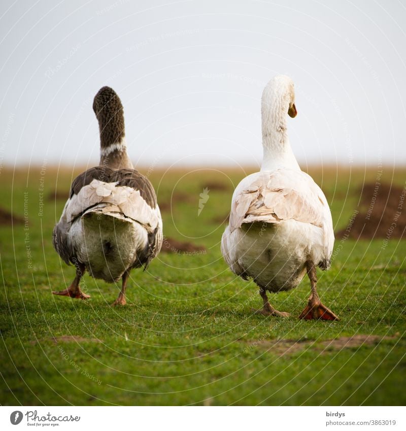 Zwei Gänse gehen nebeneinander auf einer Wiese. Weggehen, Abschied, Flucht. Weihnachtsgänse Nutztier artgerecht watscheln weggehen Rückansicht Tierporträt 2