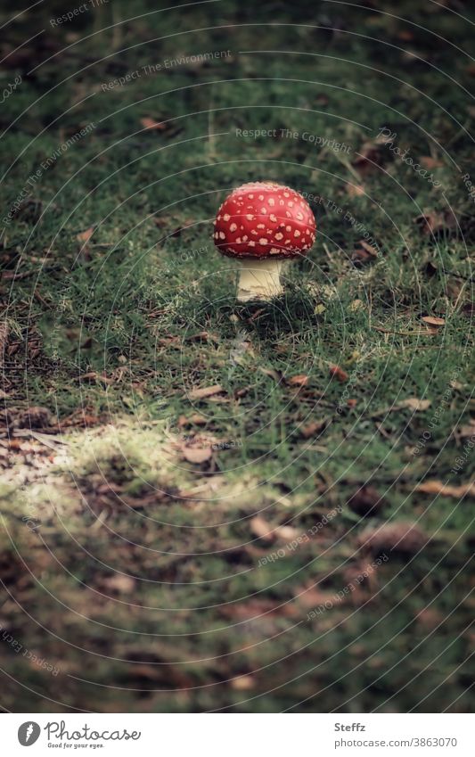 Fliegenpilz wächst hinter einem mysteriösen hellgrünen Fleck auf dem Waldboden Pilz Amanita muscaria Pilzhut wachsen Giftpilz Waldwiese Farbfleck geheimnisvoll