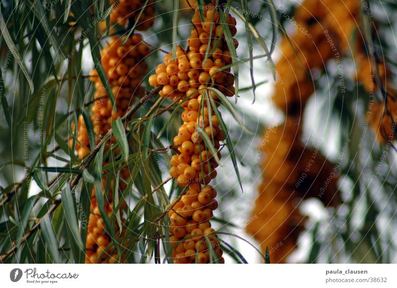 Sanddorn Pflanze Blatt orange Garten Blaue Blätter Tiefenunschärfe Frucht blau