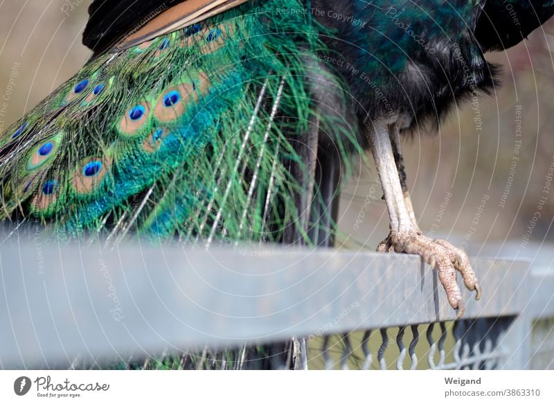 Pfau Diva Fuß Krallen Zaun Metall Arroganz arrogant Krallen zeigen Vogel Federn