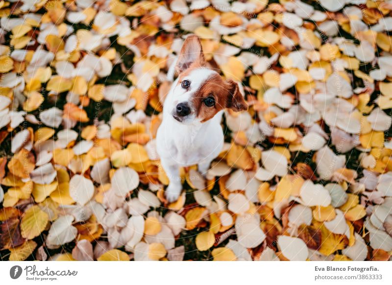 süßer Jack-Russell-Hund im Freien auf gelbem Blatthintergrund. Herbst-Saison jack russell gelbe Blätter Park Terrier fallen braun Kragen anleinen Sitzen