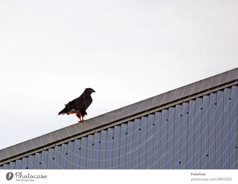 Nachdem Bella und ich eine Abfahrt zu früh nahmen, entdeckten wir diesen wunderschönen Bussard. Hier sitzt er auf einem Metalldach. Vogel Greifvogel Tier Natur