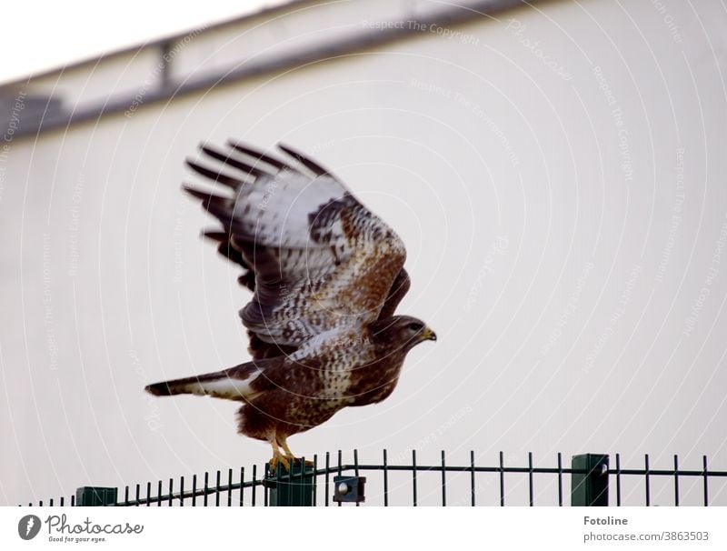 Abflug - oder Ein Bussard sitzt auf einem Zaun. In dem Moment, in dem ich auf den Auslöser drückte, breitete er seine Flügel aus und flog los. Vogel Greifvogel