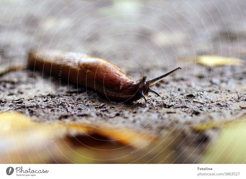 Eine schleimige Nacktschnecke kriecht über den nassen Waldboden Nacktschnecken Schnecke Tier langsam Fühler Farbfoto Schleim Makroaufnahme Nahaufnahme braun