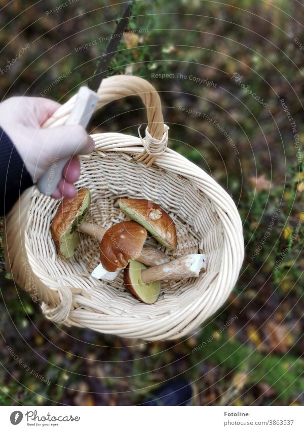 Wie freute sich die Fotoline, dass sie dieses Jahr endlich mal wieder Steinpilze fand. - oder eine Pilzsucherin hält ein Messer und ein Körbchen in der Hand, in dem sich vier wunderschöne Steinpilze befinden, die sehr lecker waren.