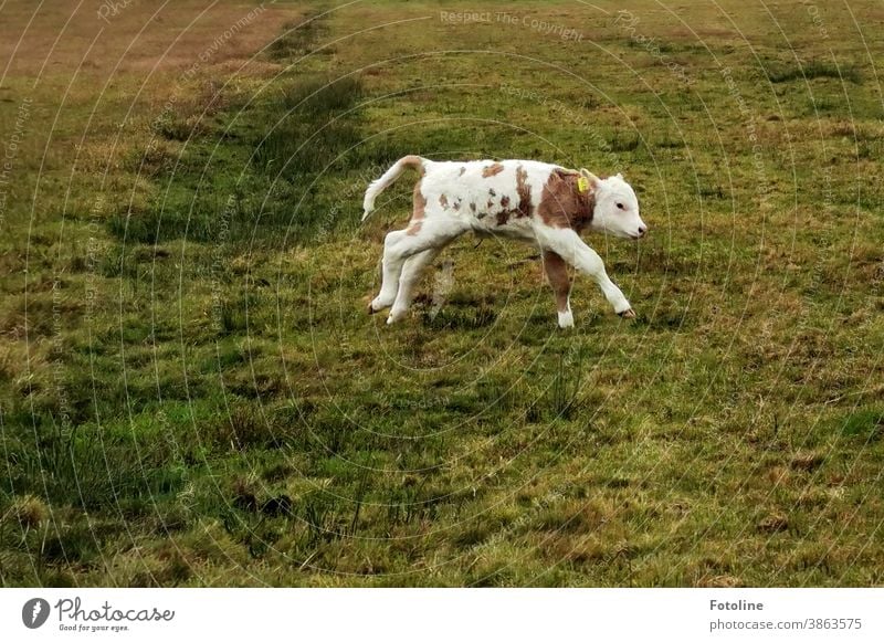 Rinderwahnsinn? Ein kleines Kälbchen rennt auf einer Wiese umher. Kalb Kuh Tier Außenaufnahme Weide Natur Nutztier Farbfoto Menschenleer Landwirtschaft Gras Tag