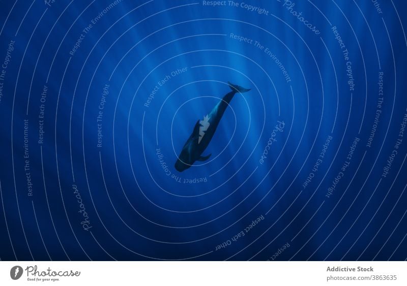 Grindwal schwimmt im Meer schwimmen MEER marin Wasser dunkel blau aqua Tierwelt wild Kreatur Bargeld Gelassenheit Windstille ruhig Abend idyllisch natürlich