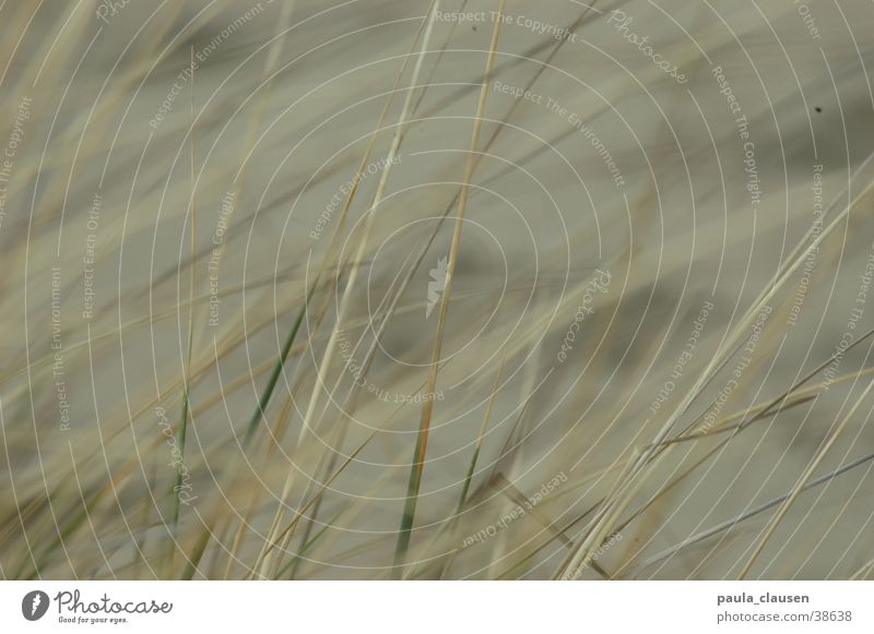 Gras Strand beige ausgebleicht Niederlande Graslandschaft Strandgras Sand hell