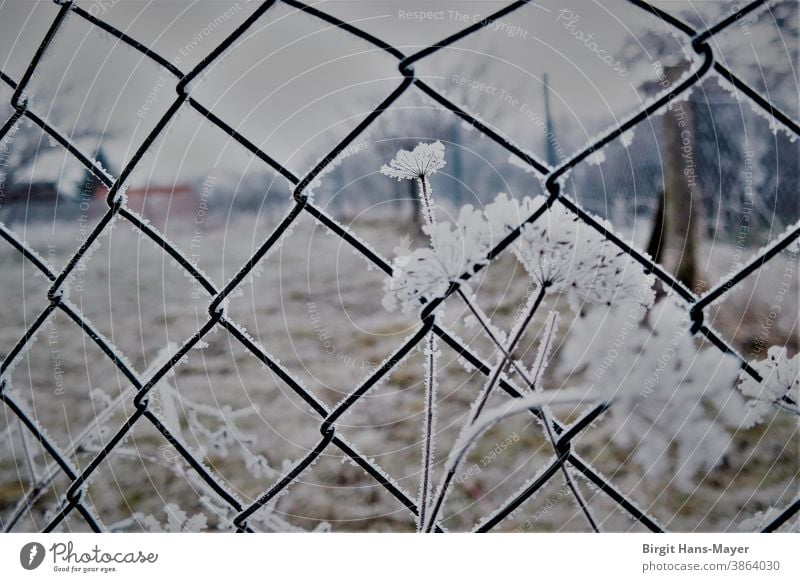 Raureif am Zaun Winter Kälte Frost Landschaft Natur Winterlicht Winterzeit Maschendrahtzaun Landleben