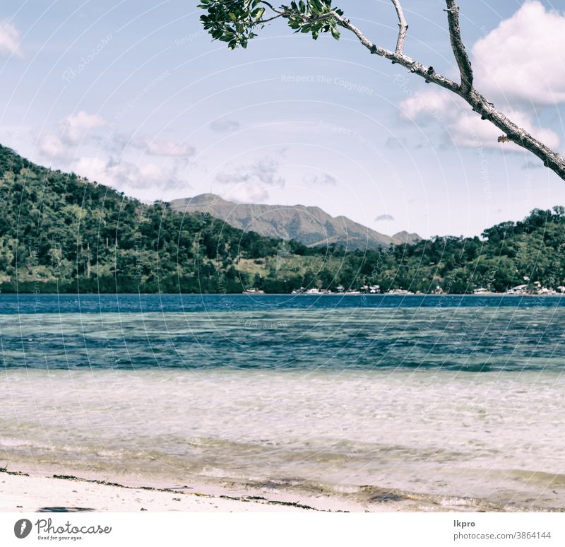 in der schönen Insel Kosatlinie und Baum Strand Philippinen tropisch Handfläche Sand Urlaub MEER Sommer Meer Paradies reisen Landschaft Wasser sonnig Küste