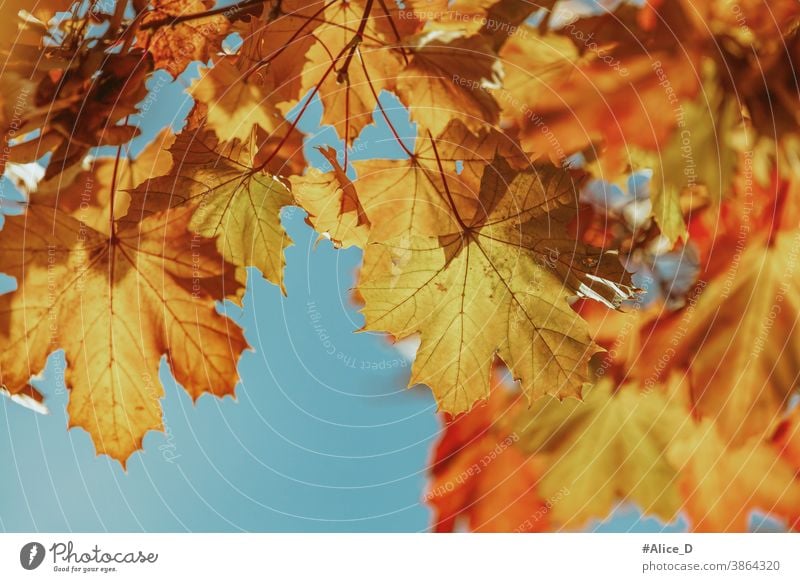 Herbst bunte Ahornblätter vor blauer Himmel backdrop wallpaper autumnal november down image surface golden colour leaves sunny textured design sky blue day