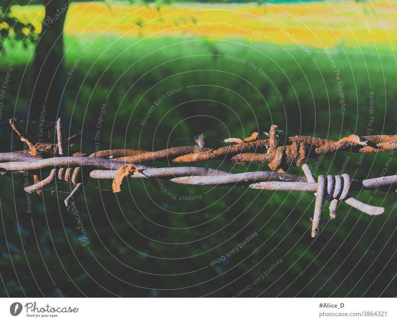 Rostiger Stacheldraht Tapete Detail Text verlassen Schwierigkeit Muster Valentinstag Risiko hoffnungslos Land ländlich sicher Warnung Baum Feld Grenze verkabelt