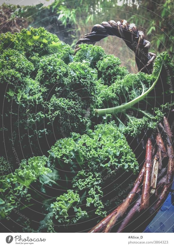 Grünkohl in Korb Ansicht von oben background brassica cabbage closeup curly detox diet farm food frame fresh fresh kale freshness garden green green food