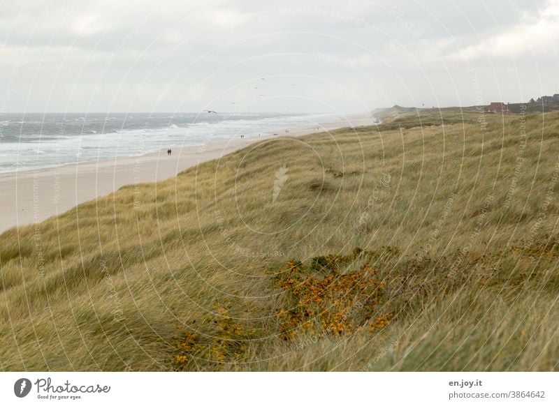 Dünenlandschaft am Strand und Nordsee Dünengras Meer Gras Wellen Himmel Horizont Sylt Deutschland Schleswig-Holstein Küste Ferien & Urlaub & Reisen Nordseeküste