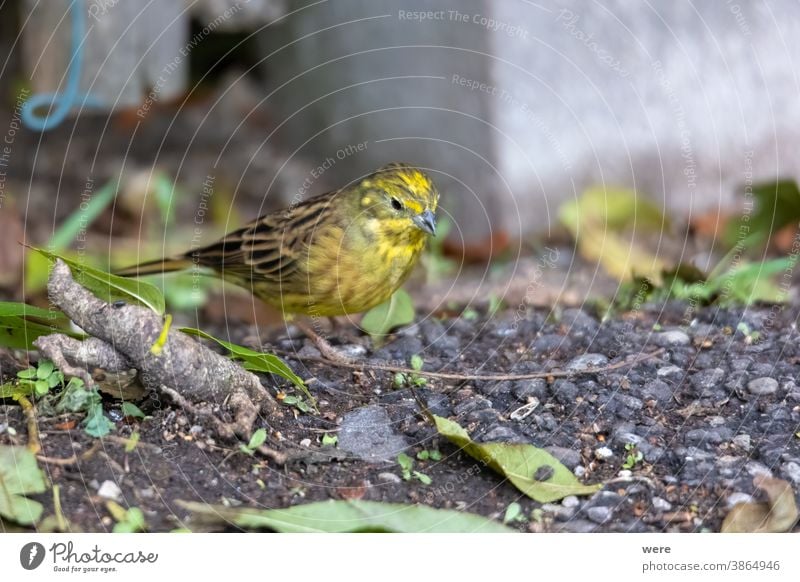 Goldammer sitzt auf dem Waldboden und sucht nach Nahrung Emberiza-Zitrinella Wintervogel Tier Vogel Textfreiraum kuschlig kuschelig weich Federn Stock Fliege