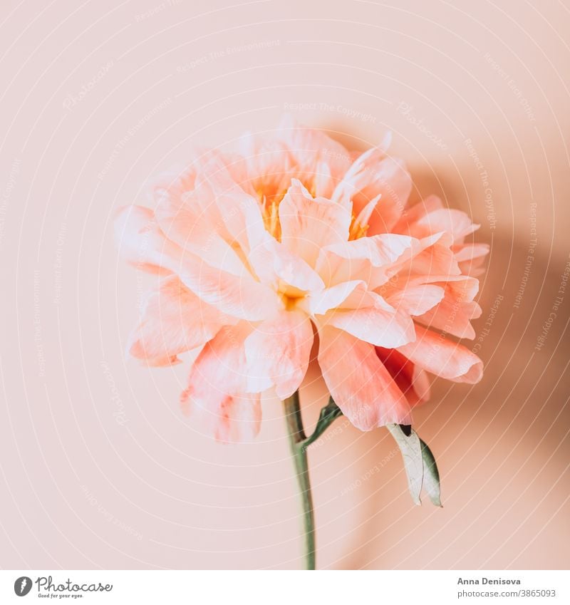 Erstaunlich schöne rosa Pfingstrose auf hellrosa Hintergrund. Card Concept, Kopierplatz für Text Haufen Blume Blumenstrauß Pastell geblümt Blütenblätter Tapete