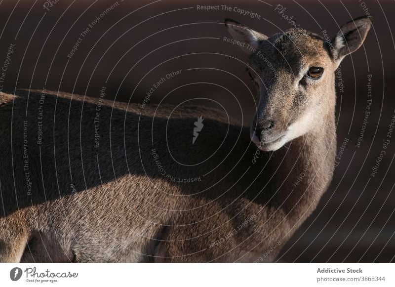 Wildes Schaf am sonnigen Tag in der Natur Mufflon wild Geweih jung Lebensraum Tier Hupe natürlich stehen Fauna Sonnenlicht Umwelt Säugetier Windstille Sommer