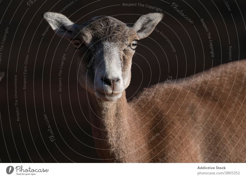 Wildes Schaf am sonnigen Tag in der Natur Mufflon wild Geweih jung Lebensraum Tier Hupe natürlich stehen Fauna Sonnenlicht Umwelt Säugetier Windstille Sommer