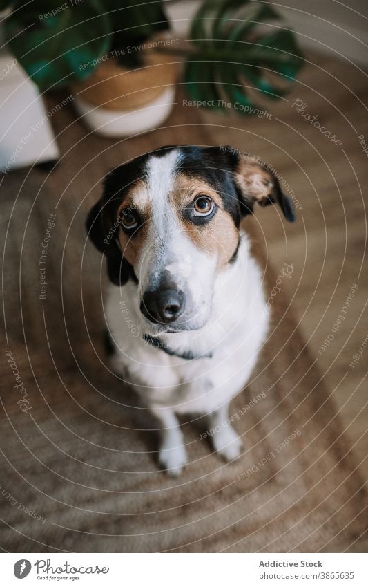 Niedlicher Hund sitzt im Zimmer Baumläufer Coonhound niedlich Tier heimisch Haustier Raum sich[Akk] entspannen bezaubernd Eckzahn Begleiter Fensterblätter