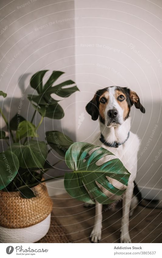 Niedlicher Hund sitzt im Zimmer Baumläufer Coonhound niedlich Tier heimisch Haustier Raum sich[Akk] entspannen bezaubernd Eckzahn Begleiter Fensterblätter