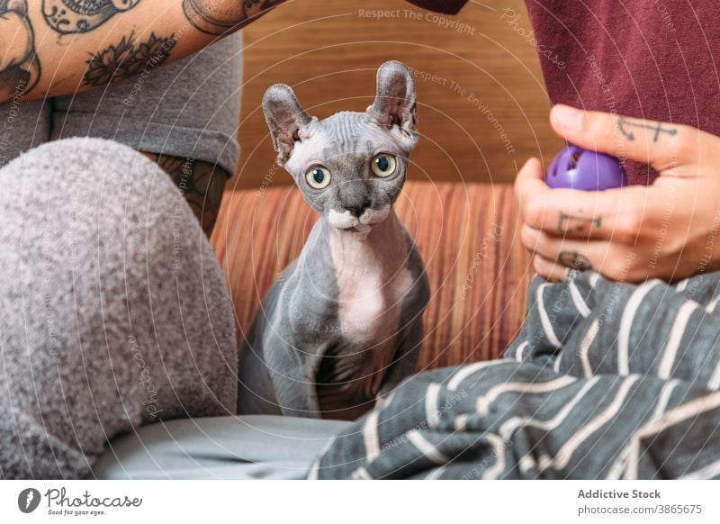 Haarlose Katze sitzt in der Nähe von Ernte-Besitzer Bett ruhen Wochenende haarlos sphynx niedlich sitzen heimwärts Schlafzimmer Haut katzenhaft heimisch