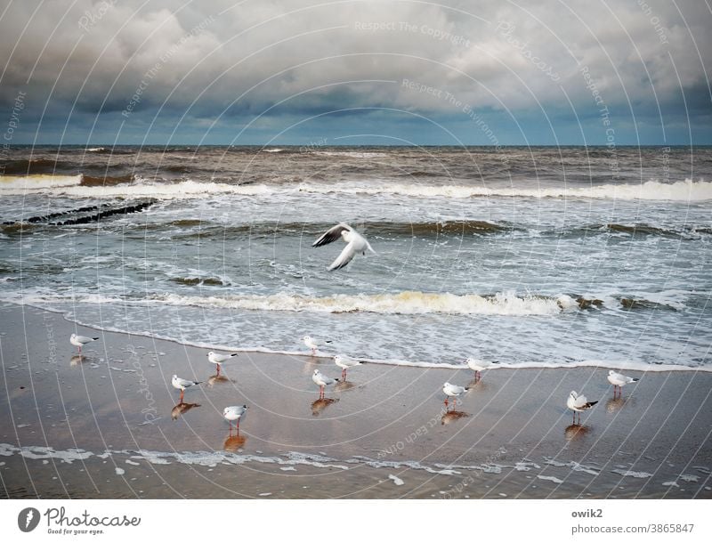 Flugplan Umwelt Horizont Menschenleer Textfreiraum oben Farbfoto Tag Natur Meer Panorama (Aussicht) Außenaufnahme Wind Sonnenlicht Fernweh