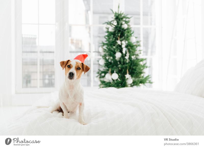 Foto von weißem und braunem Rassehund posiert auf weißem Weichbett im Schlafzimmer, trägt roten Weihnachtsmann, verschwommener Hintergrund mit geschmücktem Neujahrsbaum