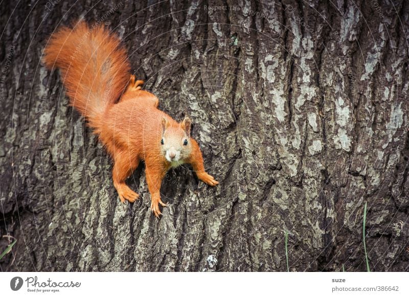 Stammgast Umwelt Natur Baum Tier Wildtier 1 festhalten hängen klein lustig natürlich niedlich braun rot Freude Neugier Baumstamm Baumrinde Fell Eichhörnchen