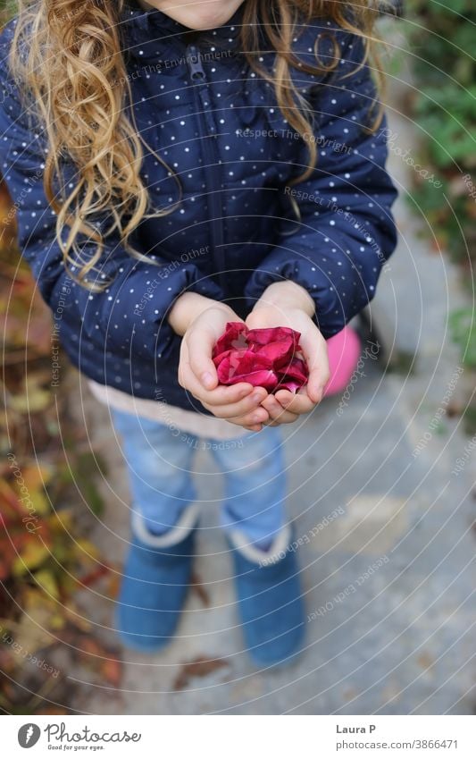 Kleines blondes Mädchen hält Rosenblütenblätter in den Händen wenig Blütenblätter Roséwein Blume Halt Beteiligung spielen Spielen Spaß Familie Wochenende Freude