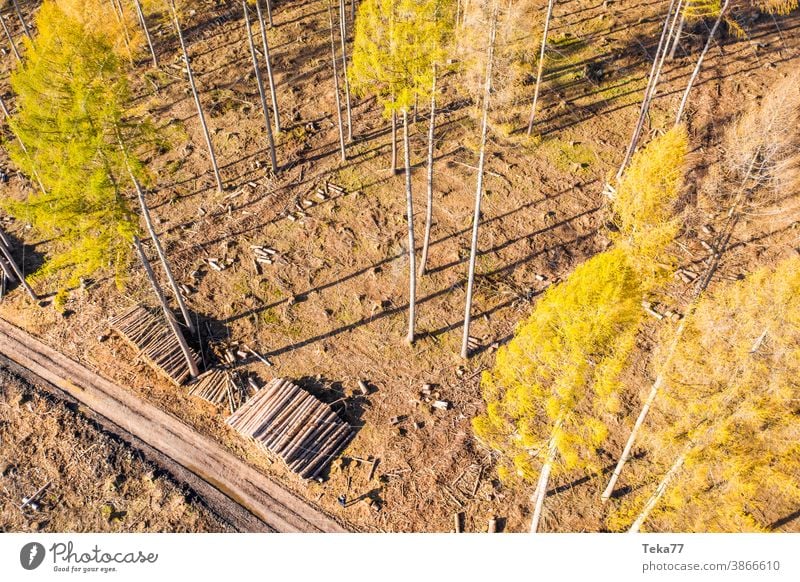 Borkenkäfer borkenkäfer wald bäume gelb erde sonne holzfällen toter wald harvester von oben waldweg