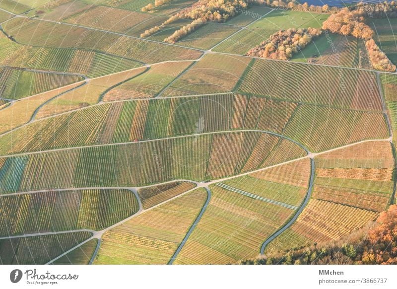 Weinberge im Herbst aus der Vogelperspektive Landschaft Feld Natur Außenaufnahme Umwelt Mosel Mosel (Weinbaugebiet) Winzer Ferien & Urlaub & Reisen Idylle