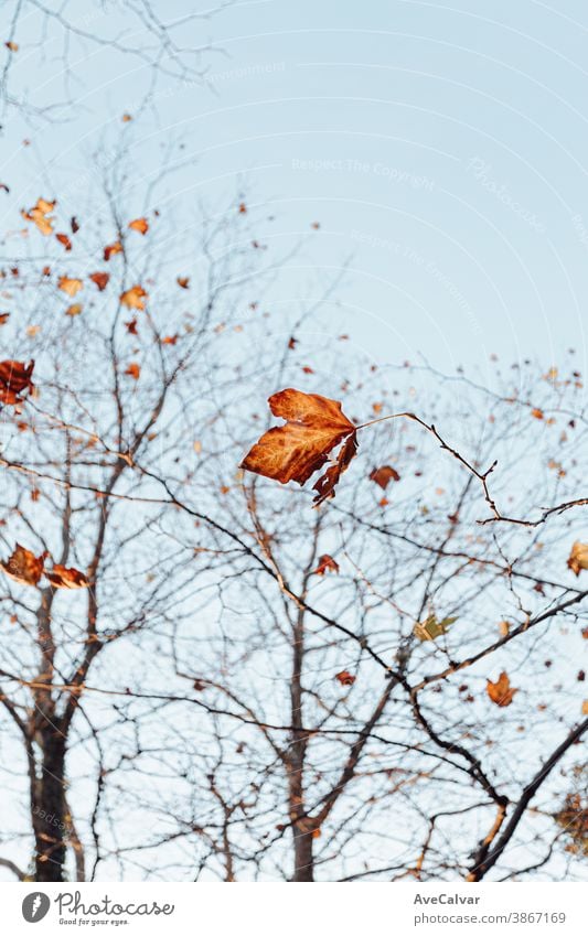 Gruppe von Herbst- und Herbstlaub über einem klaren blauen Hintergrund mit Kopierfeld abstrakt defokussiert Licht üppig (Wuchs) Ahorn Sonne gold Wachstum