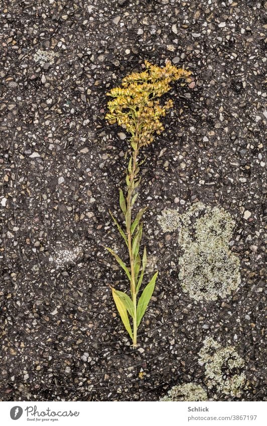 Blütenpflanze Goldrute auf Asphalt gepresst trocknet langsam und sieht aus wie in einem Herbarium Flechten nass Pflanze Natur Nahaufnahme Außenaufnahme Blume