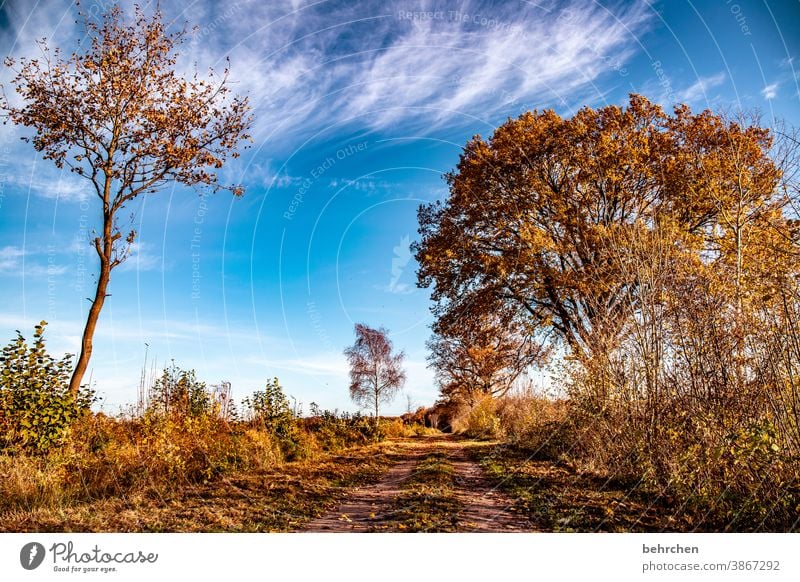 vom winde verweht fallende Blätter Sonnenlicht Kontrast Licht Außenaufnahme Farbfoto Fußweg schön fantastisch Wald Sträucher Blatt Baum Pflanze Herbst