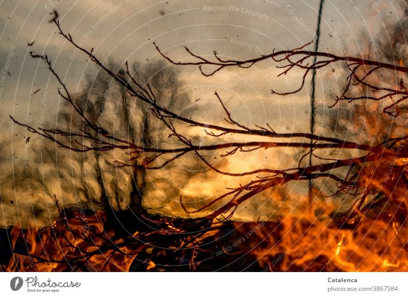 Lebensbruch | wenn Brände wüten Feuer Hitze Glut Asche Flammen verbrennen Feuerstelle glühen Holz Wärme Licht heiß Rauch gefährlich ausbreitend Tag Tageslicht