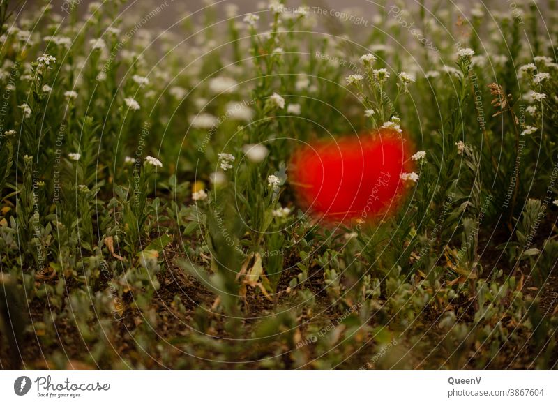 Weiße Blumen in Hintergrund mit unscharfer Mohnblume in Vorgergrund rot weiß Pflanze Pflanzen Natur Stadtleben Stadtnatur Sommer Mohnblüte Blüte Blühend