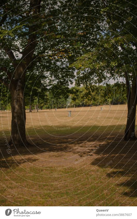 Sommertag im Alaunpark (Dresden Neustadt) Park Dürre Trockenheit Schatten Bäume Stadtleben Juli August grün Wiese Umwelt Natur Pflanze Tag Mülleimer Gras