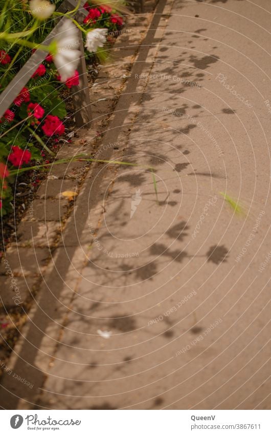 Blumen auf der Straße mit ihren Schatten Stadt Sommer Geranien rosa Gänseblümchen Asphalt Wärme Klimawandel Klimaschutz Gras Kraut Natur Stadtleben Spaziergang