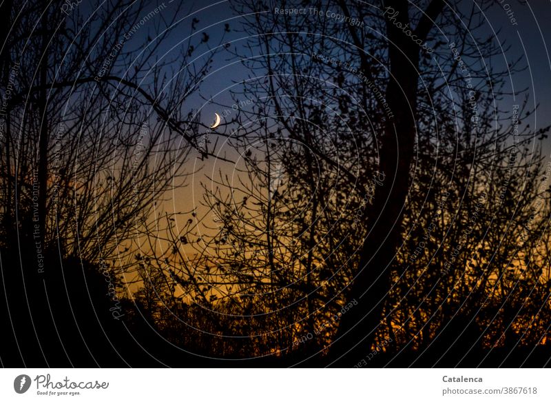 Der zunehmende Mond scheint hinter den Silhouetten der kahlen Bäume vom abendlichen, winterlichen Himmel kalt schönes Wetter Winter Flora Pflanzen Natur