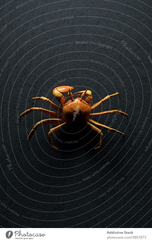 Braune Krabbe kriechend auf schwarzem Hintergrund Spinne Tier Fauna wild Natur Grafik u. Illustration 3d Tierwelt Umwelt Design Kreatur Bargeld Form braun