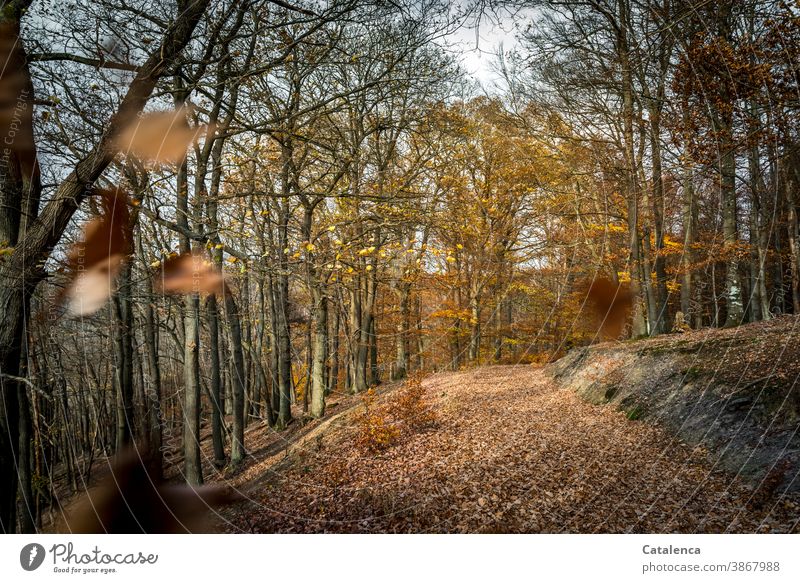 Forstweg im November Forstwege Waldweg Forstwirtschaft Bäume Laub Laubbäume Buchen Blätter Winter Laub  Pflanze Flora Natur Himmel Grau Braun Umwelt Jahreszeit