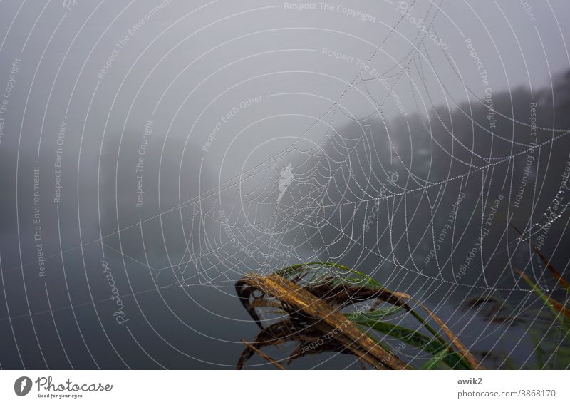 Melancholie Neblige Landschaft See neblig Außenaufnahme Idylle ruhig Pflanze Herbst Reflexion & Spiegelung Nebelsuppe diffus Bäume geheimnisvoll Menschenleer