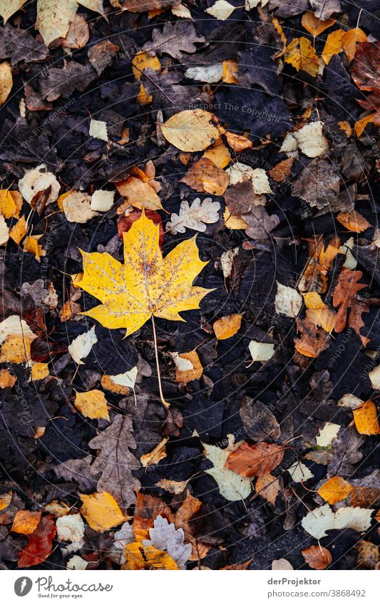 Nasses Herbstlaub am Boden Spaziergang Schwache Tiefenschärfe Kontrast mehrfarbig Tag Licht Textfreiraum unten Textfreiraum links Textfreiraum rechts