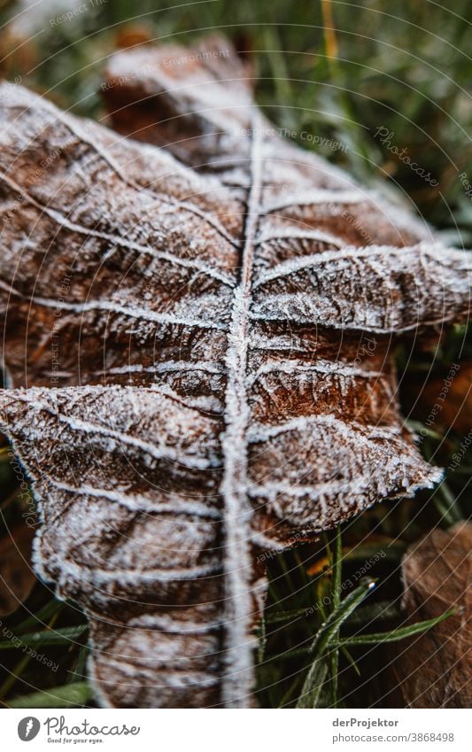 Herbstlaub mit Raureif am Boden V Spaziergang Schwache Tiefenschärfe Kontrast mehrfarbig Tag Licht Textfreiraum unten Textfreiraum links Textfreiraum rechts