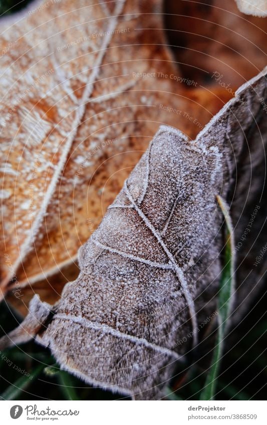 Herbstlaub mit Raureif am Boden III Spaziergang Schwache Tiefenschärfe Kontrast mehrfarbig Tag Licht Textfreiraum unten Textfreiraum links Textfreiraum rechts