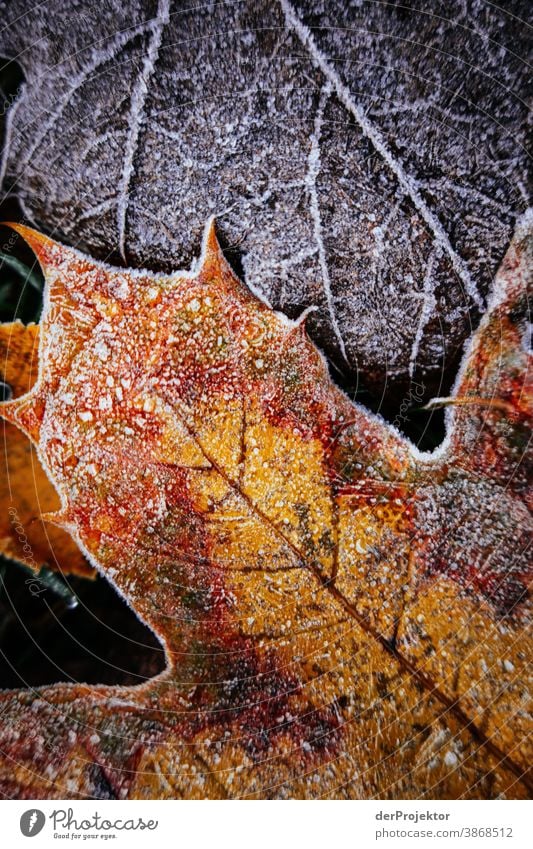 Herbstlaub mit Raureif am Boden II Spaziergang Schwache Tiefenschärfe Kontrast mehrfarbig Tag Licht Textfreiraum unten Textfreiraum links Textfreiraum rechts