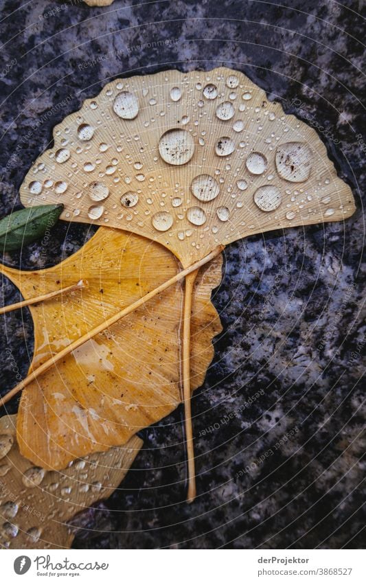 Herbstlaub am Boden II Spaziergang Schwache Tiefenschärfe Kontrast mehrfarbig Tag Licht Textfreiraum unten Textfreiraum links Textfreiraum rechts Menschenleer