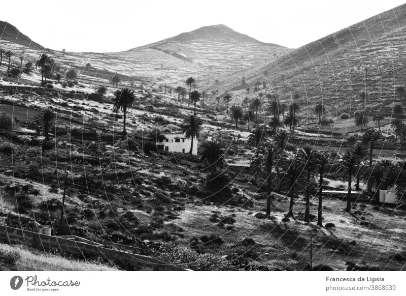 Oase auf Lanzarote Palmen Wüste Landschaft Sommer Ferien & Urlaub & Reisen Menschenleer Ferne Kanaren Insel Schwarzweißfoto sanft Wellen Terrassenfelder