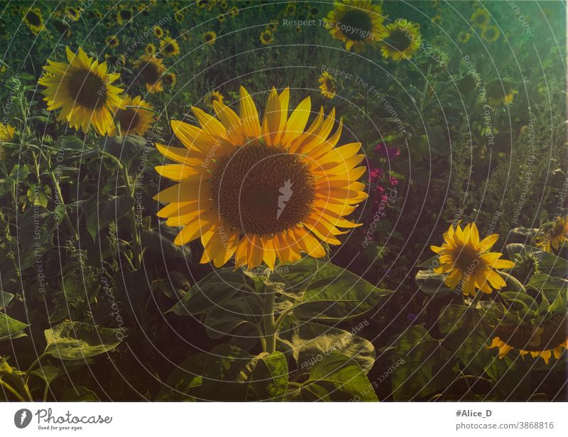 Sonnenblumen Feld Sonnenblumenfeld Helianthus annuus pflanze blütenkorb gelbe felder sommer agrikultur nahrungsmitel Industrie natur Sonnenuntergangslicht